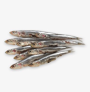 Anchovies and Sprats