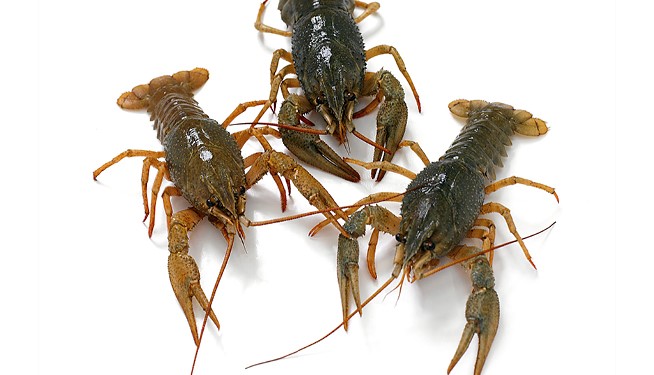 Tips for getting Crayfish on your menu