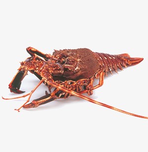 Rock Lobsters / Crawfish