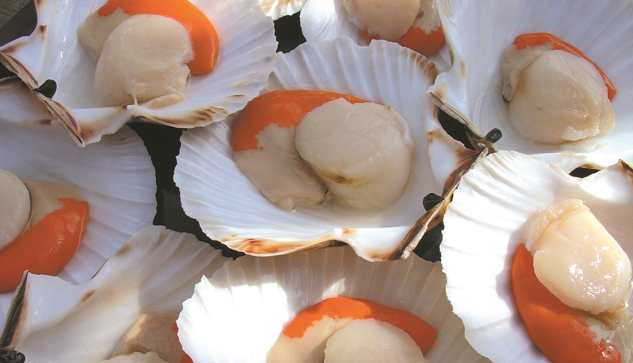 Consider The Scallop