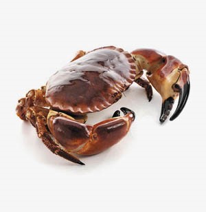 Brown Crabs